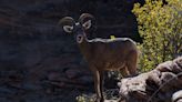 New policies raise concerns about survival of once-resilient Sierra bighorn sheep after ‘substantial declines’ — can they escape extinction again?