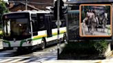 Denuncian que el carril de Metroplús en Medellín está siendo invadido por cabalgatas y vehículos parqueados