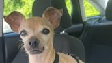 Twinkie, suspected of being dognapped, is returned to her family, police say