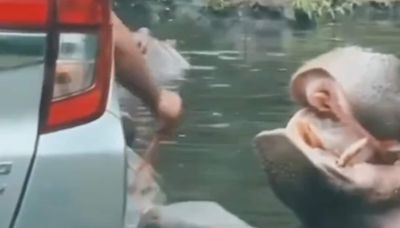 Netizens fume as viral video shows tourist throwing plastic bag into hippo’s mouth | Today News