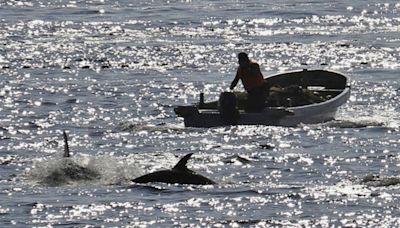 Japan: Controversial dolphin hunting season under way despite opposition