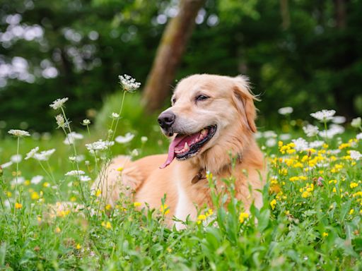 How to check your dog for ticks: Why a Canadian veterinarian recommends you 'get in the habit' of regular pat downs