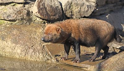 Cámaras trampa captan rara especie de perro silvestre en la Amazonía ecuatoriana