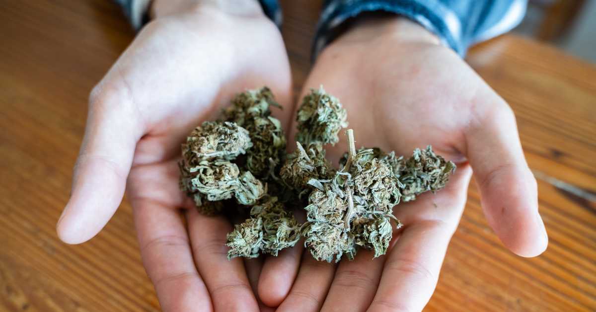 Study Finds Cannabis Poisonings Among Older Adults Have Tripled After Legalization