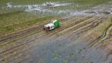 Bread, beer and biscuit prices could rise as wet winter hits UK crops – analysis