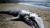 Gray whales have been mysteriously washing up dead on the Pacific coast. Now scientists think they might have the answer.