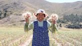 Comunidades de Juliaca cosecharán más de 60 toneladas de ajo orgánico