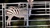 Missing zebra recovered near North Bend