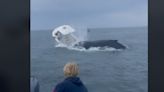 Humpback Whale Body Slams Boat With Passengers on Board