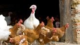 CDC Confirms Human Case of Bird Flu in Texas—Here's What We Know So Far