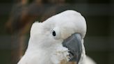 Parrot's Communication with Mom After Getting Pinched in Aviary Door Is Incredible