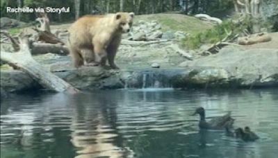 Bear devours ducklings during kid's birthday party at Seattle zoo | VIDEO