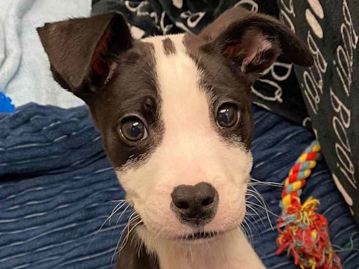 Malnourished Puppy Abandoned in a Portable Toilet Acts Like a 'Wiggly Angel' After His Rescue