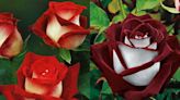 What Is an Osiria Rose and Are They Actually Real?