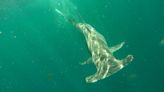 ¿Hay más ataques de tiburón en Florida este año? Lo que dicen los expertos