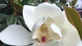 Napa County Master Gardeners: Magnolias and memories