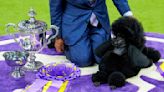 Miniature poodle named Sage wins Westminster Kennel Club dog show