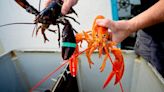 Are Orange Lobsters As Rare As We Think?