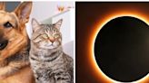 Eclipse Solar: ¿cómo afecta el comportamiento de las mascotas y qué hacer para protegerlas?