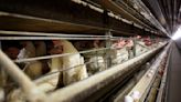 Granjeros deben sacrificar 4,2 millones de pollos por gripe aviar en granja de huevos de Iowa