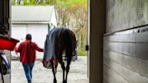 How to train a racehorse: Sizing up the competition for Five Towns in the Gallorette