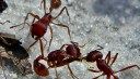 How ants acts for the common good of the colony