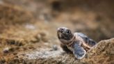 Sea Turtle Species on Track to Break Florida Nesting Record