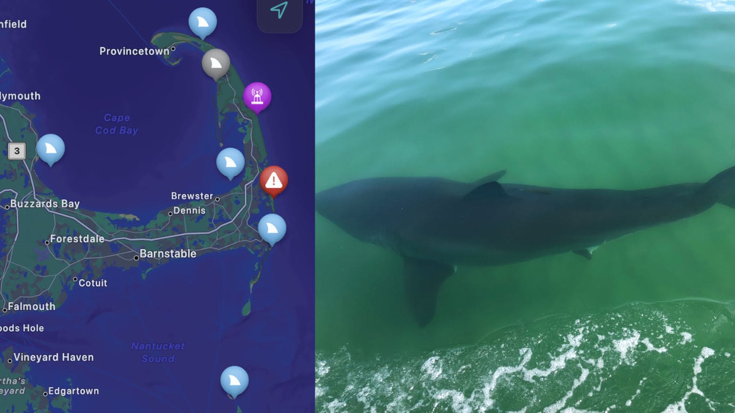 Sharks are coming within feet of Massachusetts beaches. See list of recently spotted great whites