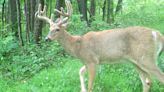Why does this deer expert think Pennsylvania hunters are in for banner seasons?