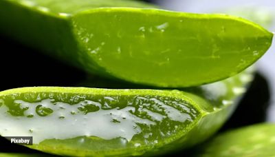 We were today years old when we learnt the correct way to use an aloe vera leaf