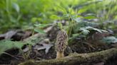 National Morel Mushroom Festival is coming up: What to know