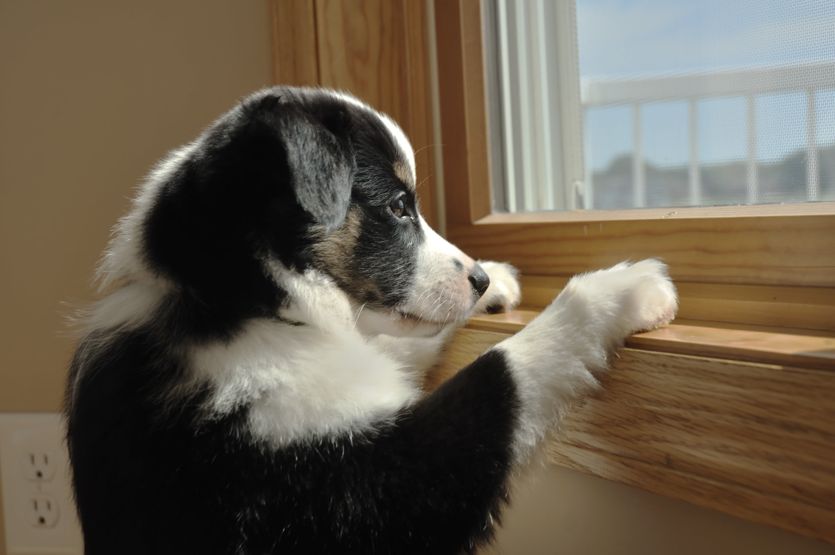 Camera captures what puppy does while left alone—"my heart"