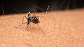 Why are some people mosquito magnets and others unbothered? A medical entomologist points to metabolism, body odor and mindset