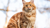 Funny Maine Coon Cat Turns ALDI Bag Into His Own Personal Playground