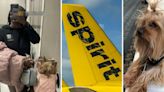 ‘We don’t even pay for carry on bags’: Spirit Airlines passenger doesn’t want to pay $125 fee to travel with her dog. So she does this instead