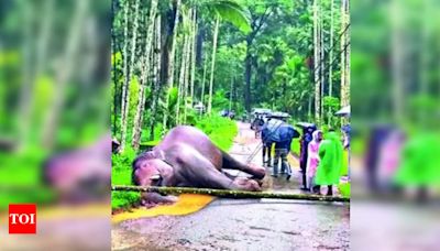 Wild tusker electrocuted in Gudalur forest division | Coimbatore News - Times of India