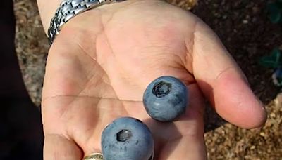 National Blueberry Month: Learn more about the berry that’s so popular in Georgia