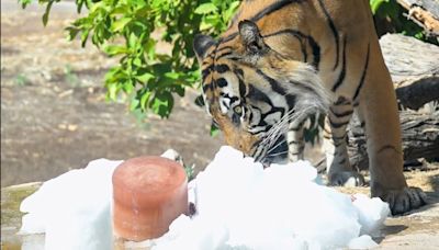 It may be 110+ degrees but the animals at the Phoenix Zoo had a snow day
