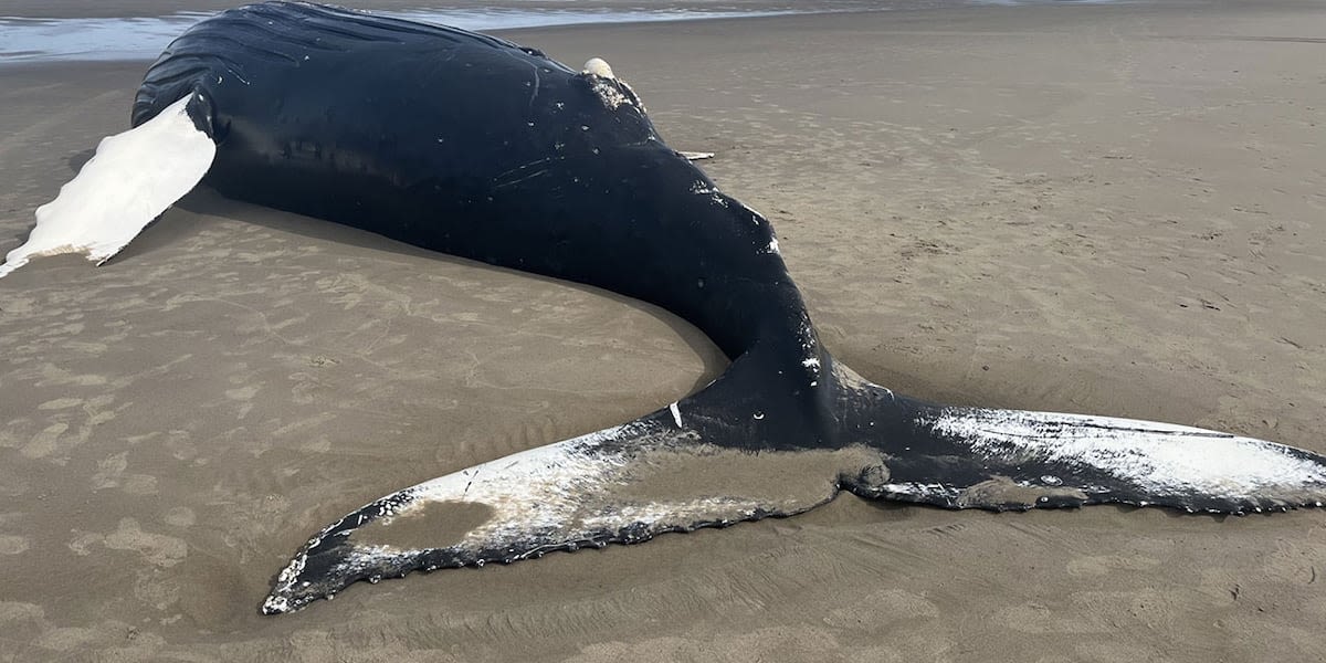 Dead whale floating off Oregon coast washes ashore north of Nehalem Jetty