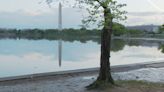 Stumpy the tree quietly cut down as DC's Tidal Basin seawall renovation work underway