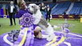 Dog Show 101: What's what at the Westminster Kennel Club