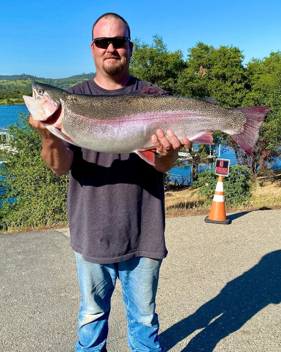 Three giant trout over 14 pounds lead Amador catches