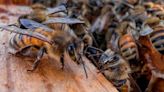 Honeybees can detect lung cancer in humans: Research