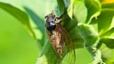 Tastes like asparagus? Will Florida cicadas emerge en masse in 2024?