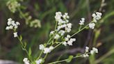 Pepperweed invades New Hampshire's Seacoast; 10,000 plants found in Hampton