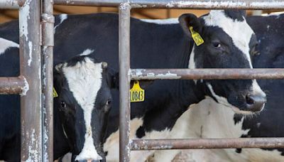 'Nobody saw this coming'; California dairies scramble to guard herds against bird flu