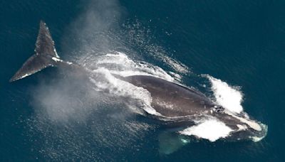 Environmental groups decry attempt to delay shipping rules intended to save whales