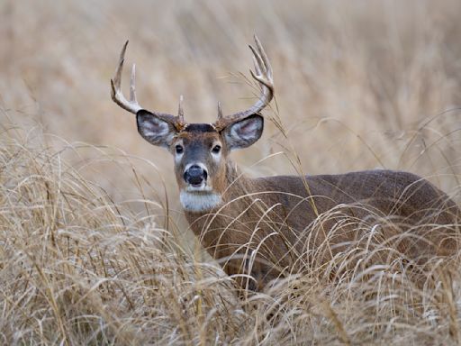 As climate change pushes deer north, other animals may lose out