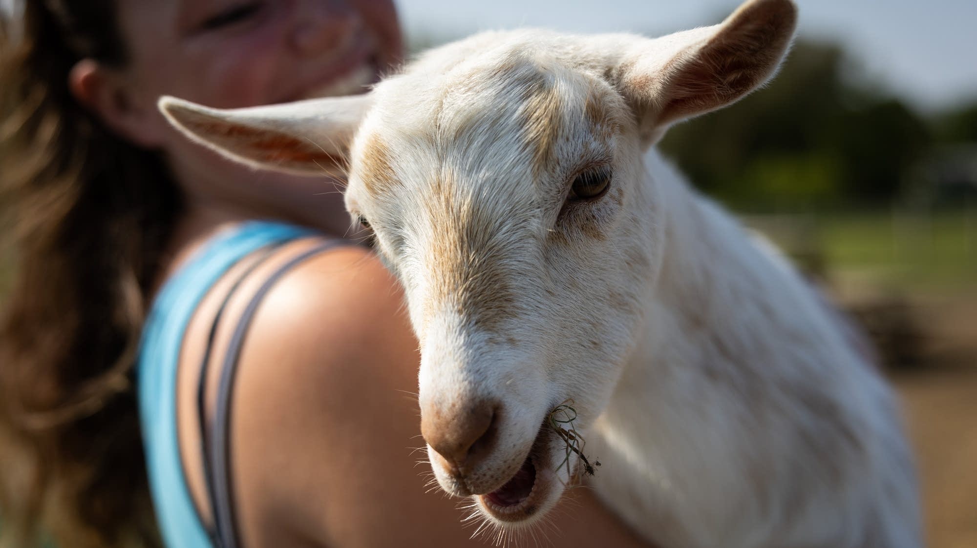 If you’re gonna keep a goat in St. Paul: What I learned about the mini farm animal craze