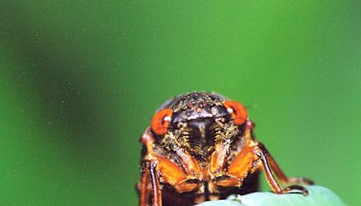 Cicada Mania! Lake Geneva joins in on celebrating the bug
